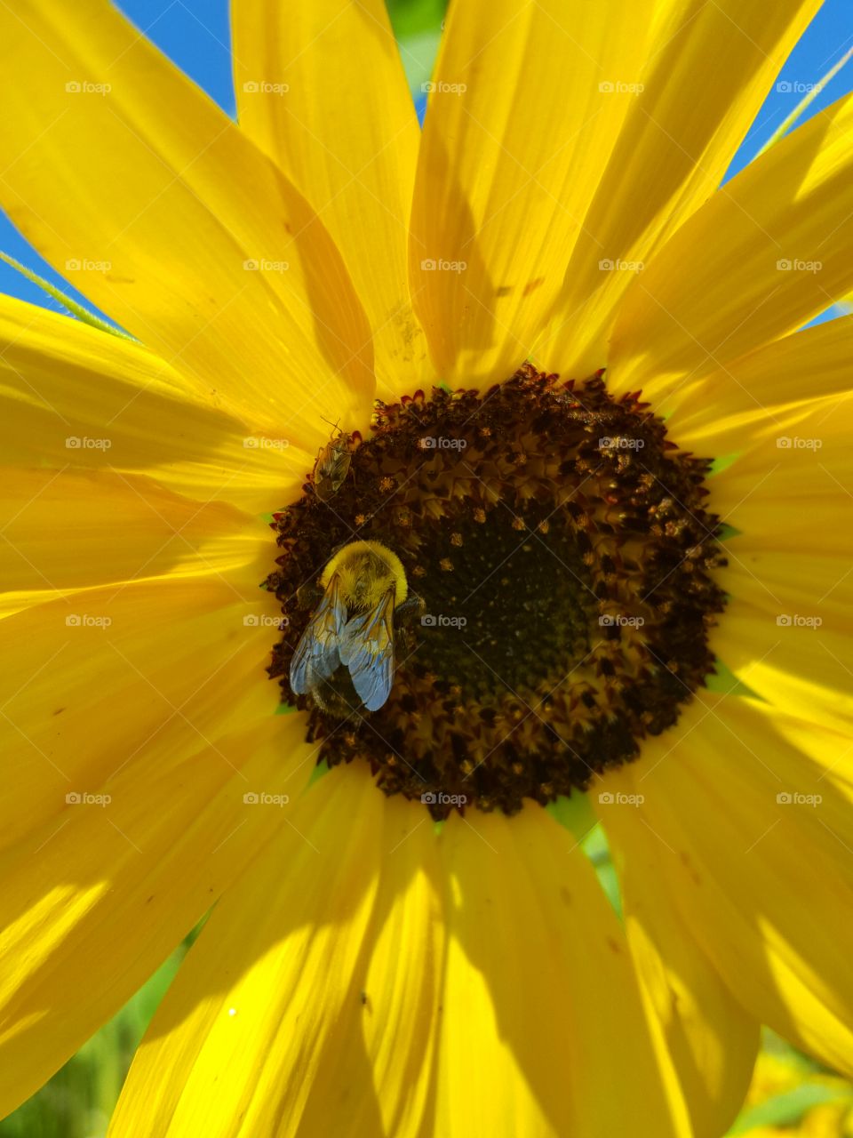 Bee on yellow flower