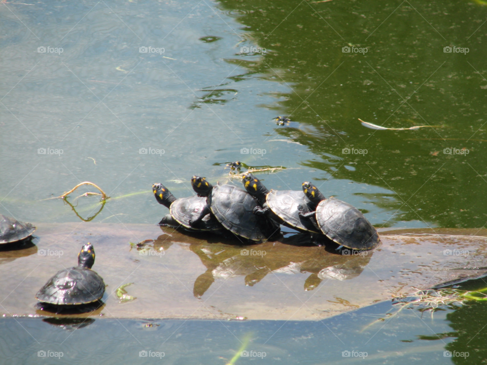 water animal swim turtle by izabela.cib
