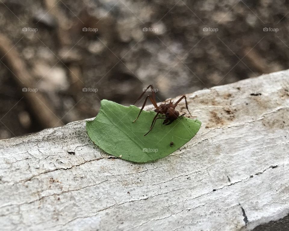 Leaf cutter ant
