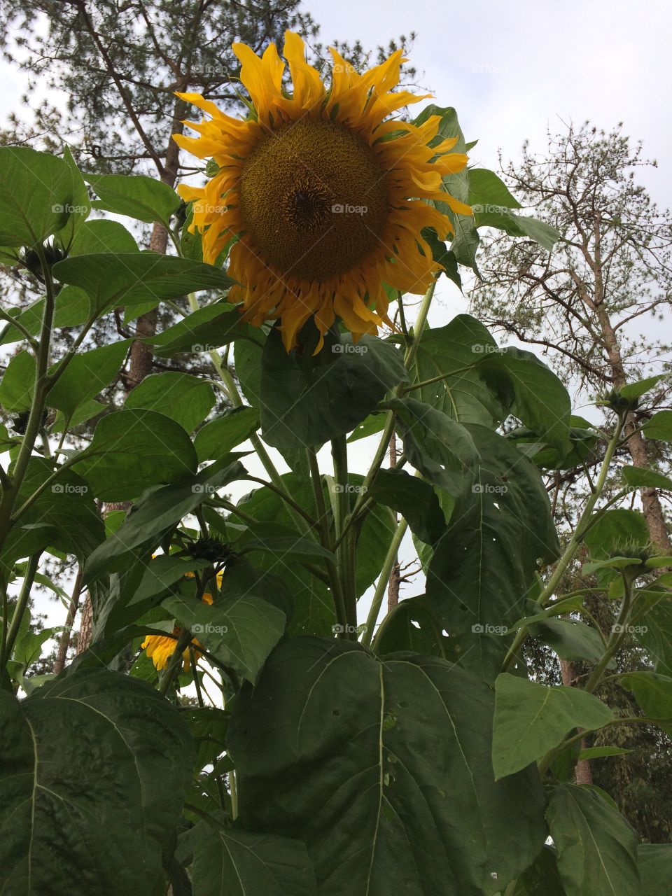 Sunflower in bloom.. big one