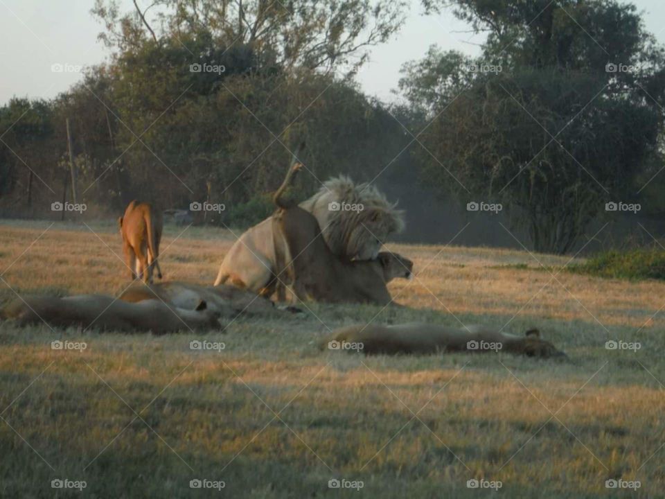Lion and his lioness prior to mating in South Africa