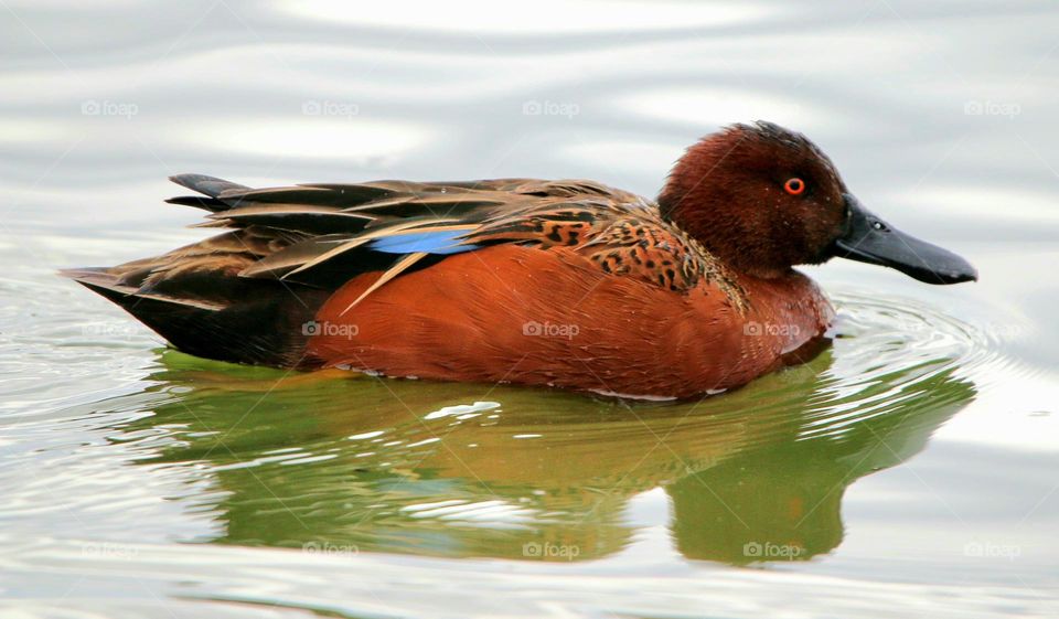 Cinnamon Teal Duck in Water