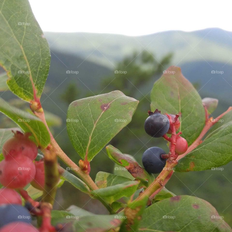 Close-up of a wild blueberry plant with A blurred blue and green mountain-scape in the background.