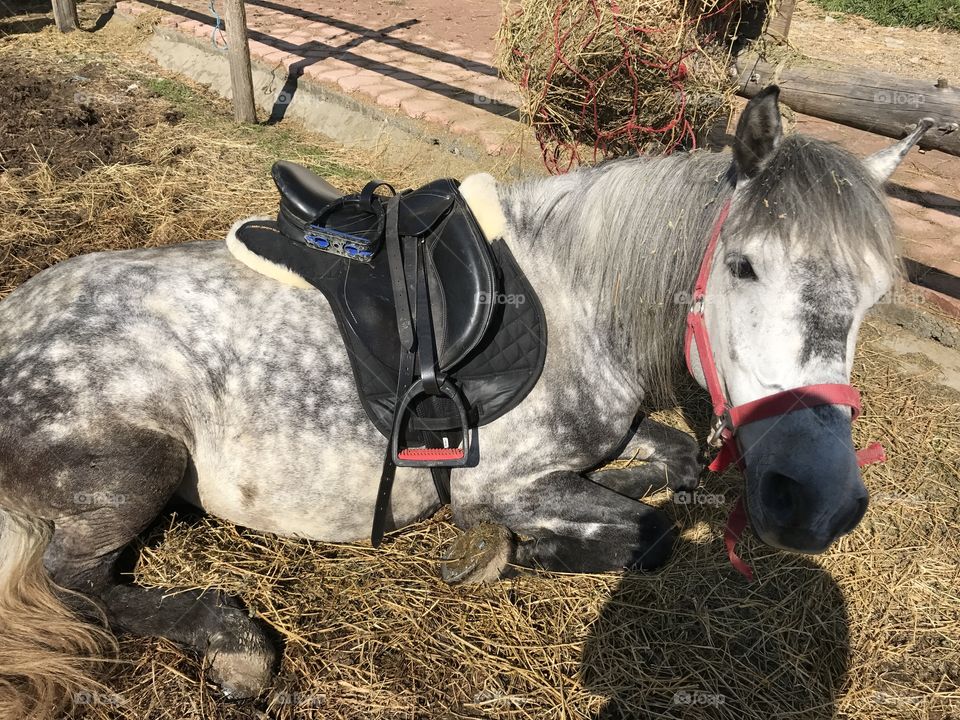 Horse resting 