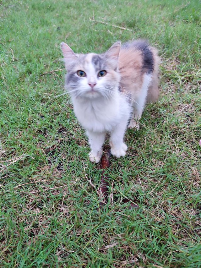 Cute Cat ²