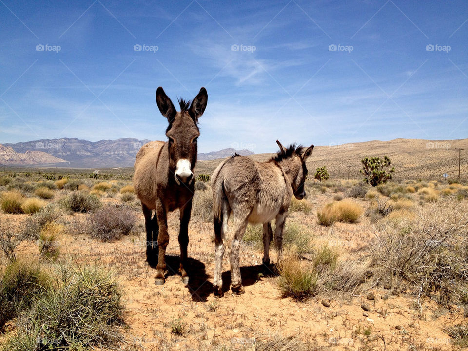 desert nevada burro burros by katers596