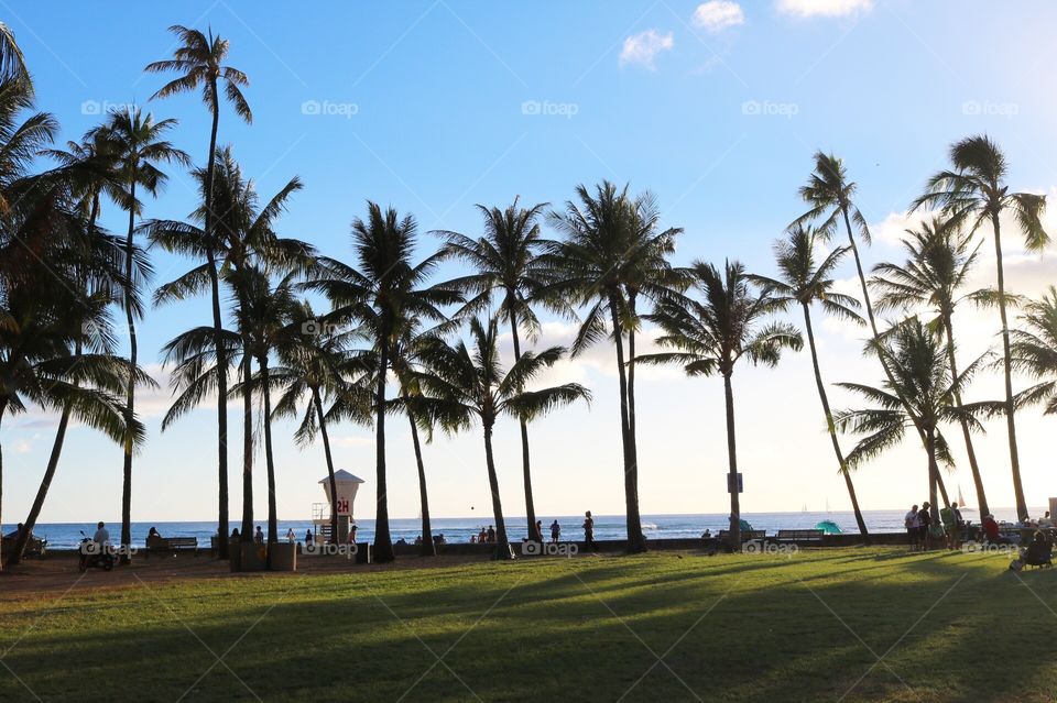 Beach, Tree, Palm, Seashore, Tropical