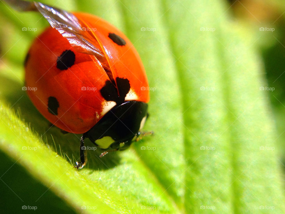 sweden garden ladybird nyckelpiga by elluca