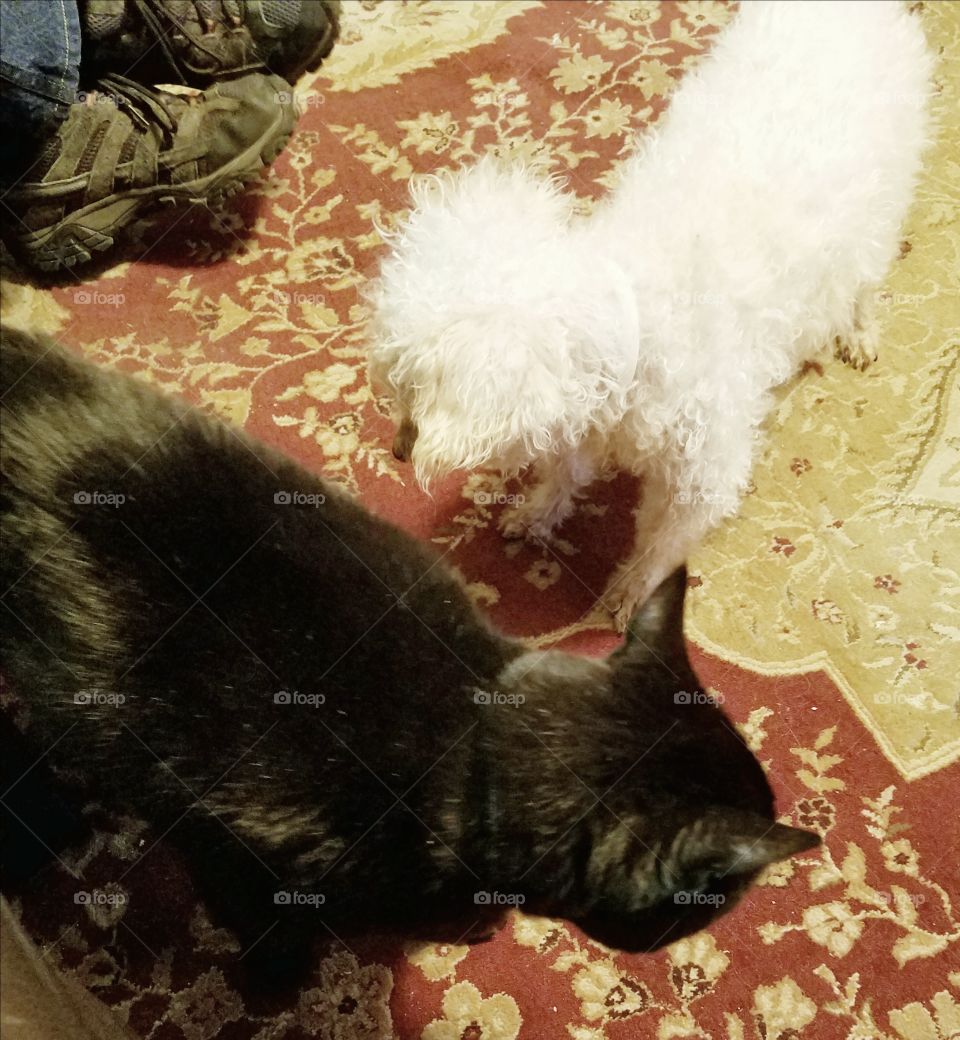 My cat is bigger than my dog!