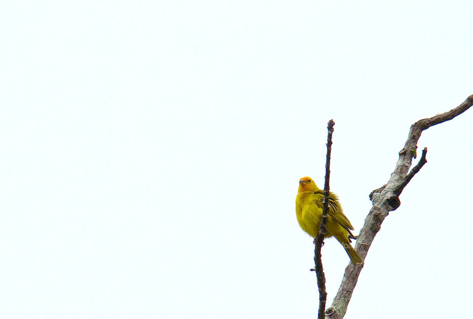 yellow nature bird branch by undersound