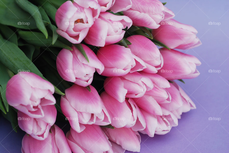 up pink fresh beautiful tulips bouquet. Gift card concrpt. Spring time flowers. Lila background.