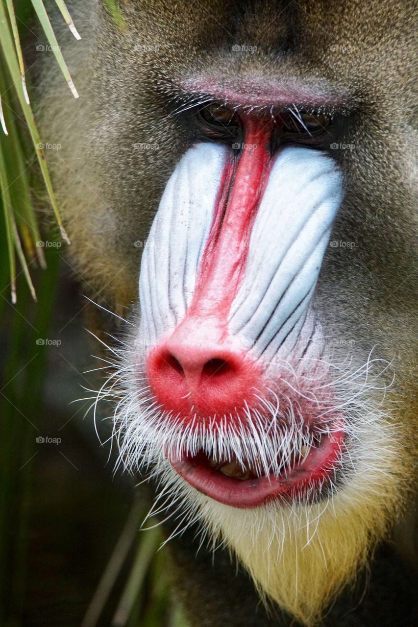 A Mandrill face in closeup