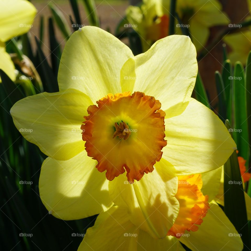 Backlit daffodil
