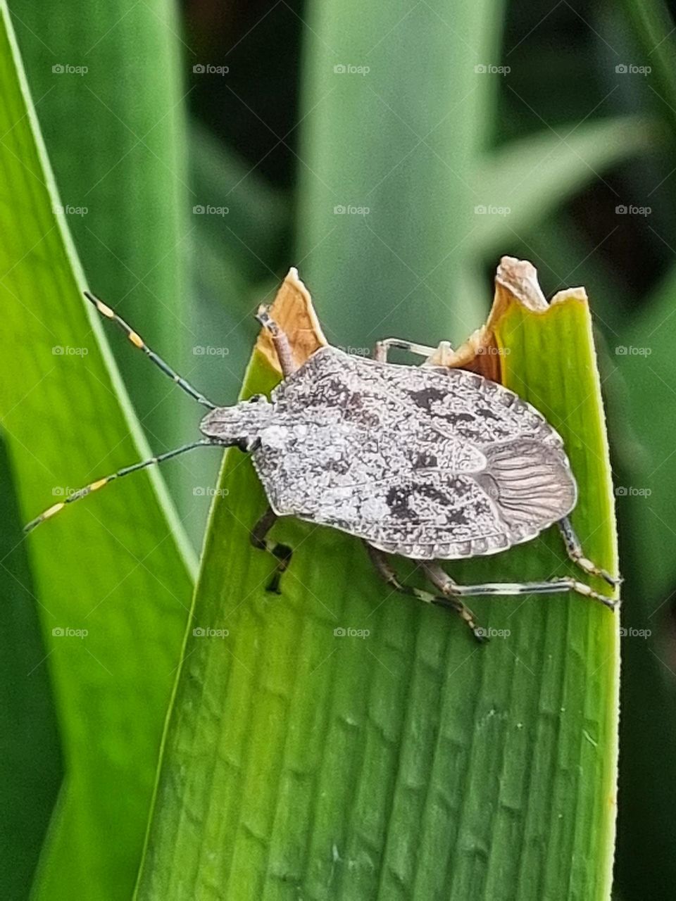 close-up of a little stink bug on a leaf.