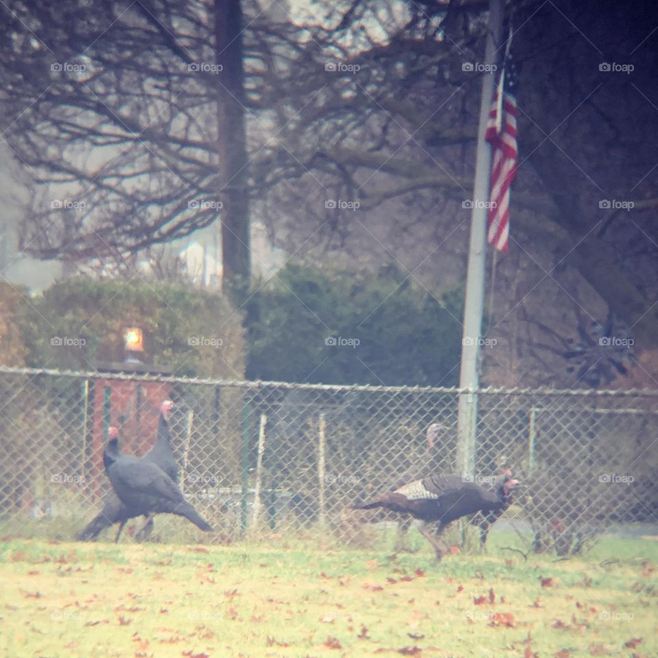 America means baseball, apple pie, freedom, and .. Turkey! We celebrate with them every November. Here are some in a local front yard, with an American flag.