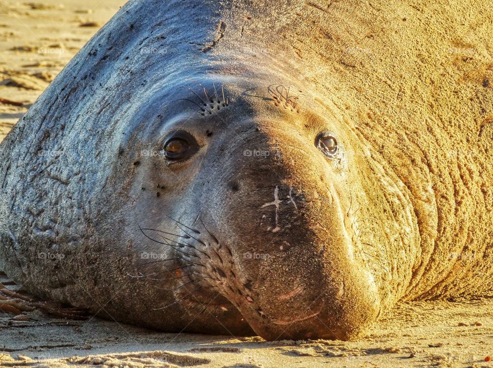 California Elephant Seal