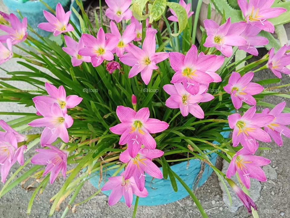 Pink rain Lily they are known for blooming only after heavy rains.