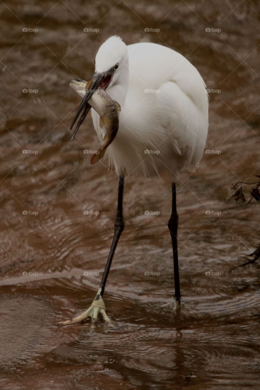 Little egret