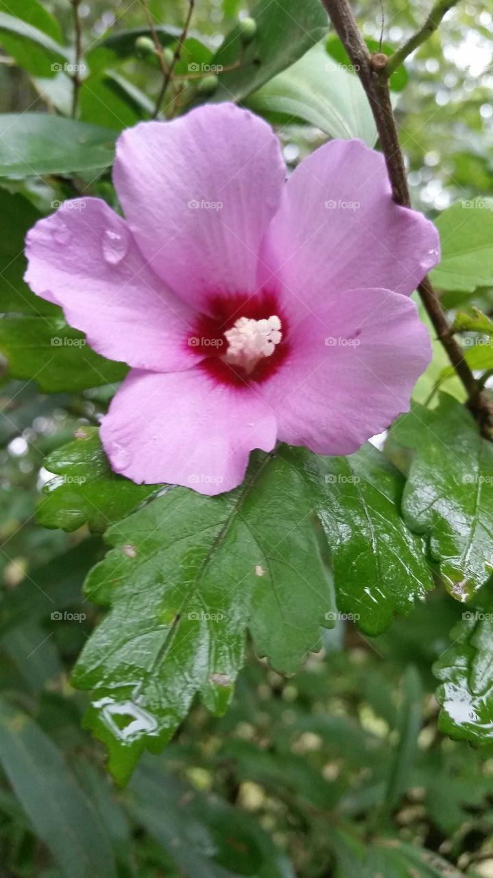Beautiful Pink wet flower with raindrop.