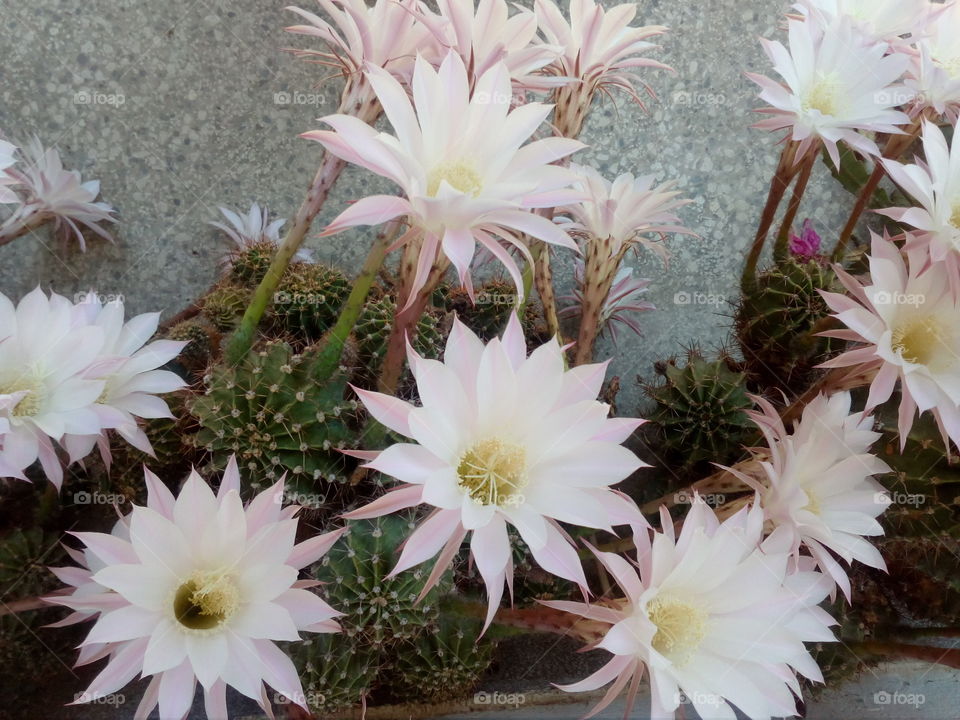 cactus blossom