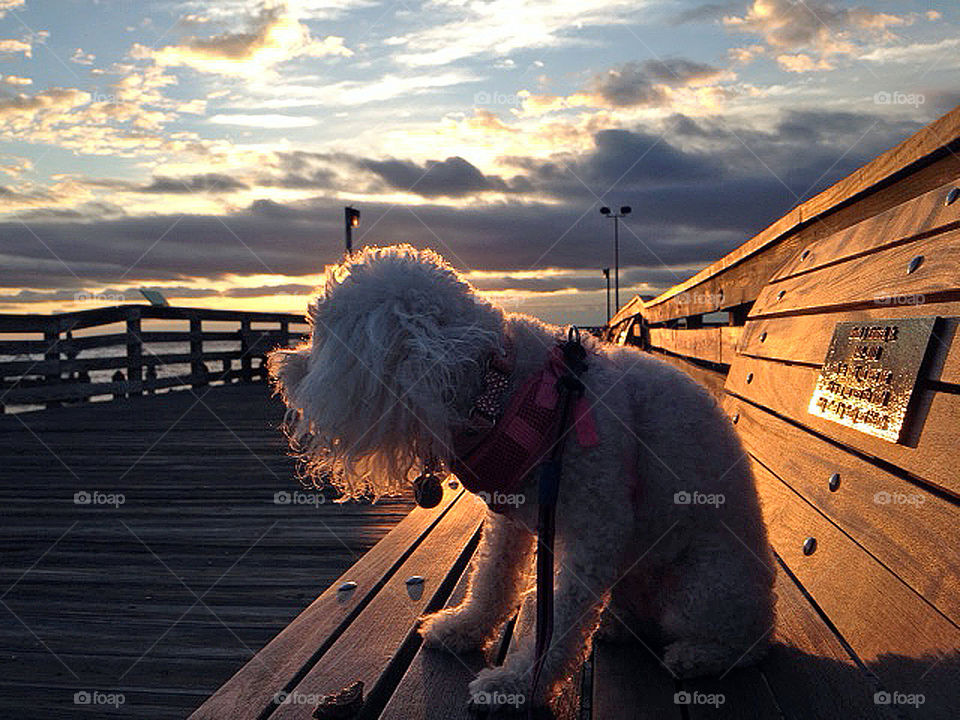 An almost perfect life...retired and sitting with your dog by the beach at sunrise.  