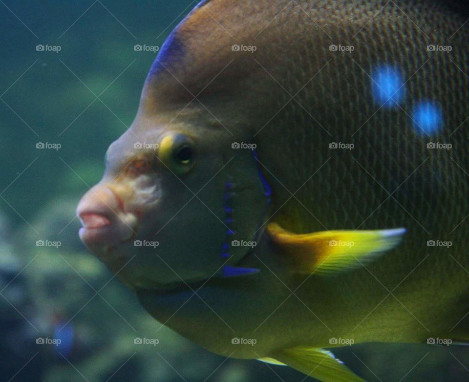 bright  tropical fish