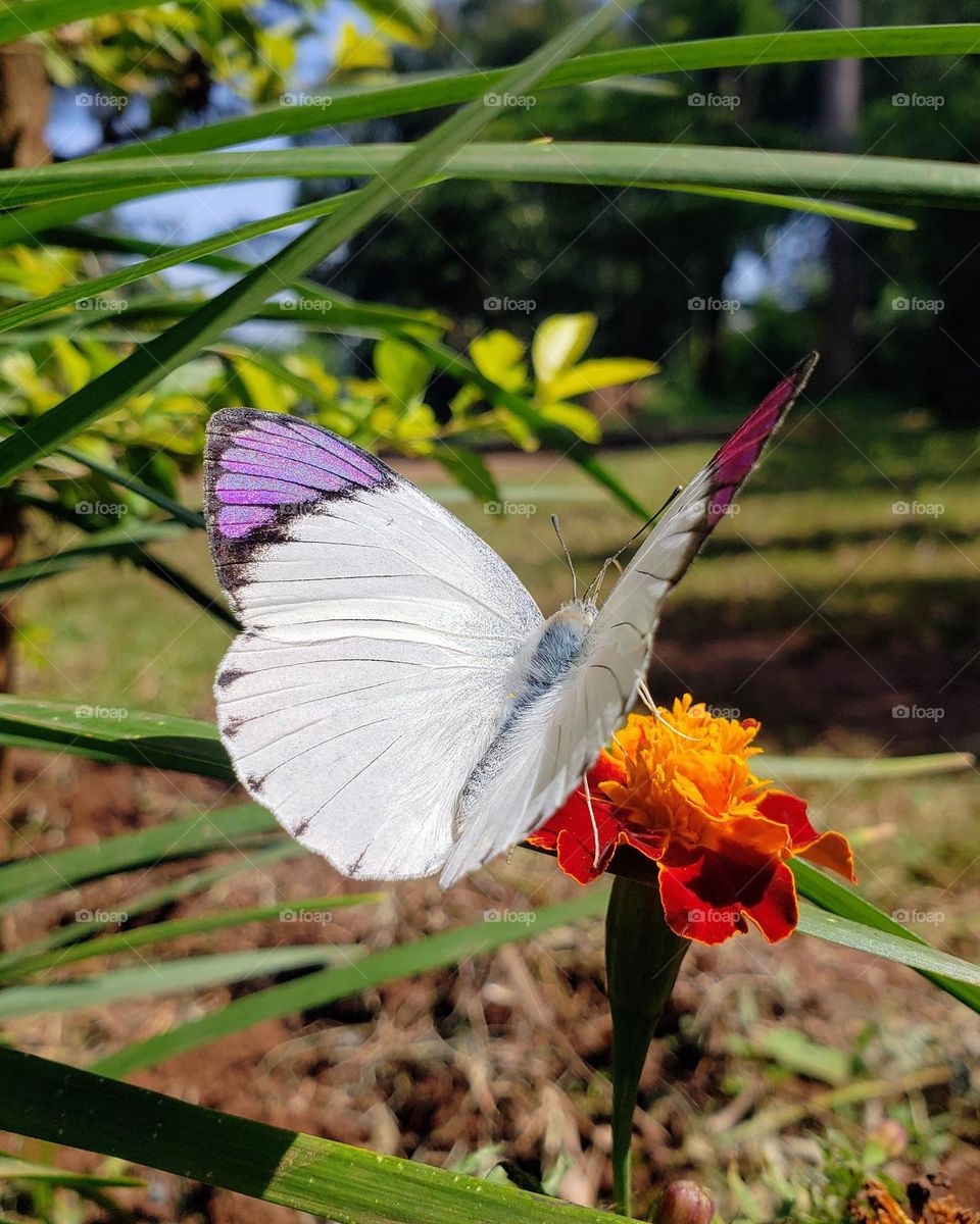 Colotis ione (Common purple tip)
July 02, 2023
01:58pm