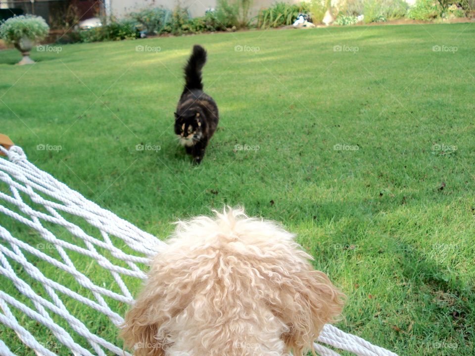 Dog And Cat Stare Down