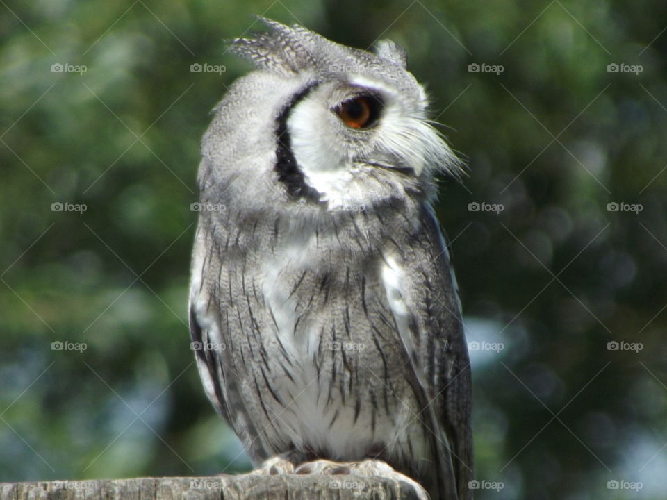 Cute Owl