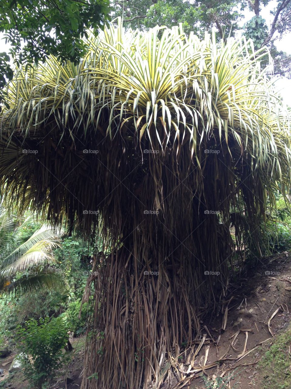 Old palm tree