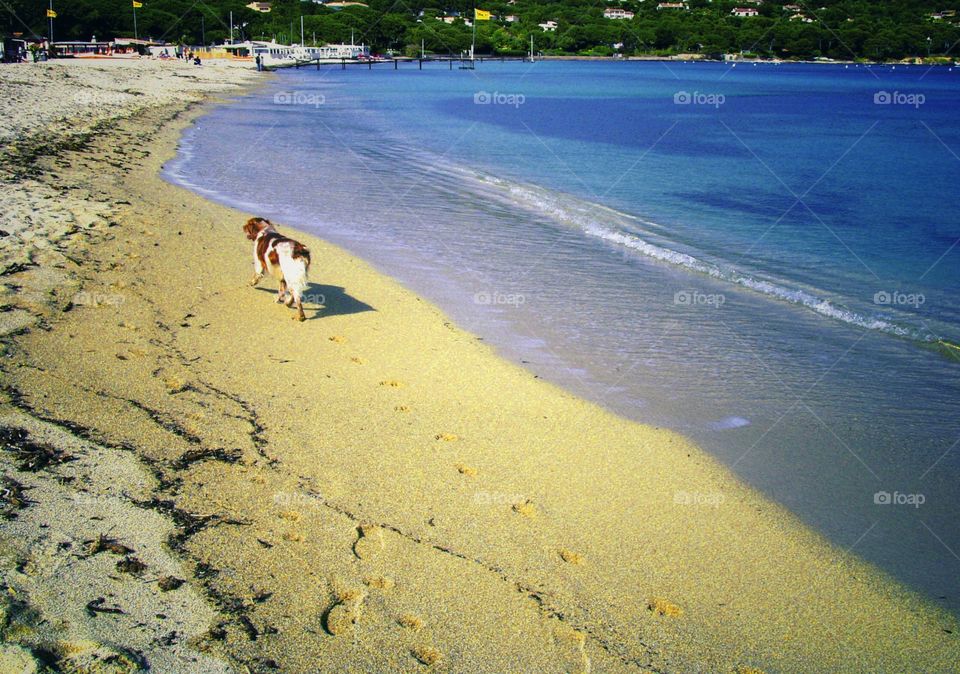 Beach. Dog