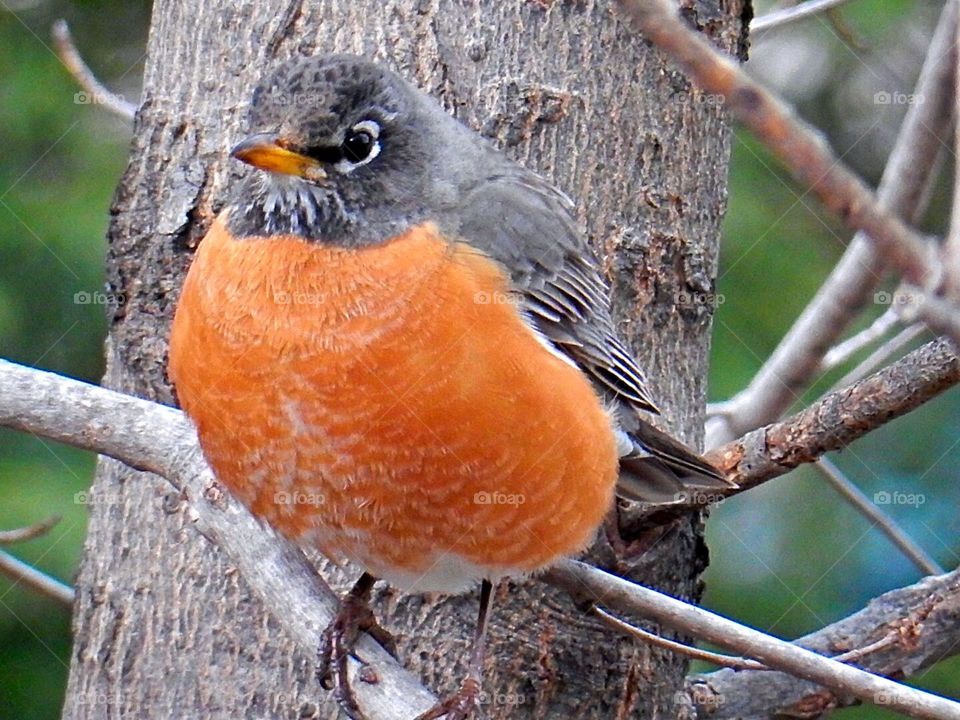 Robin Redbreast in Spring