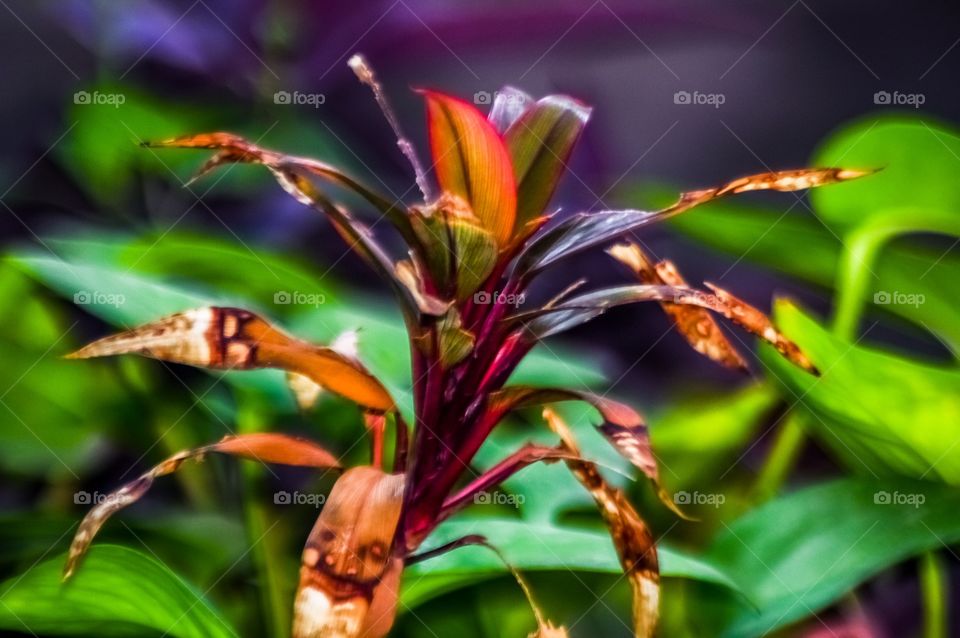 colourful leaves 