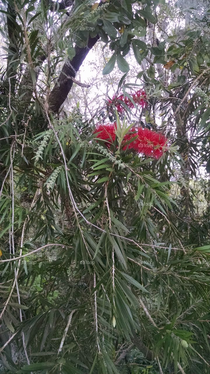Bottlebrush Tree Flower