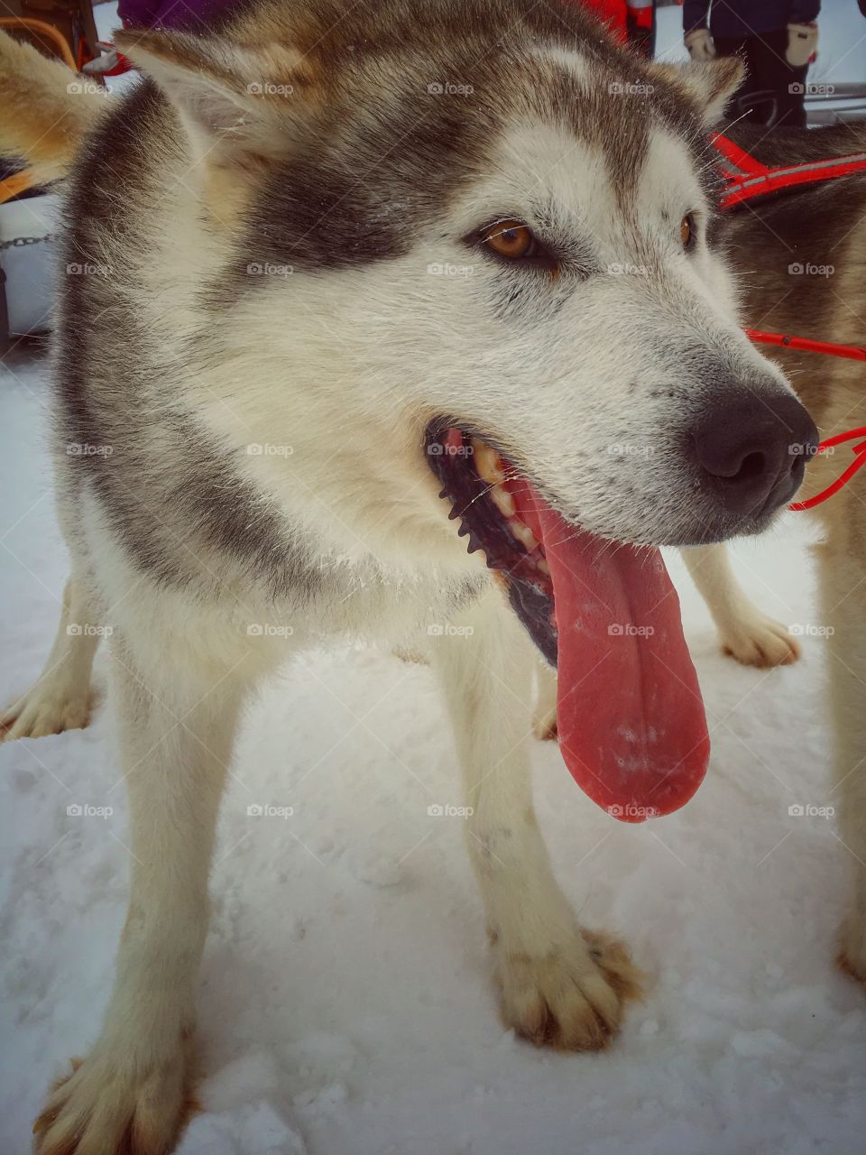 Close-up of husky dog