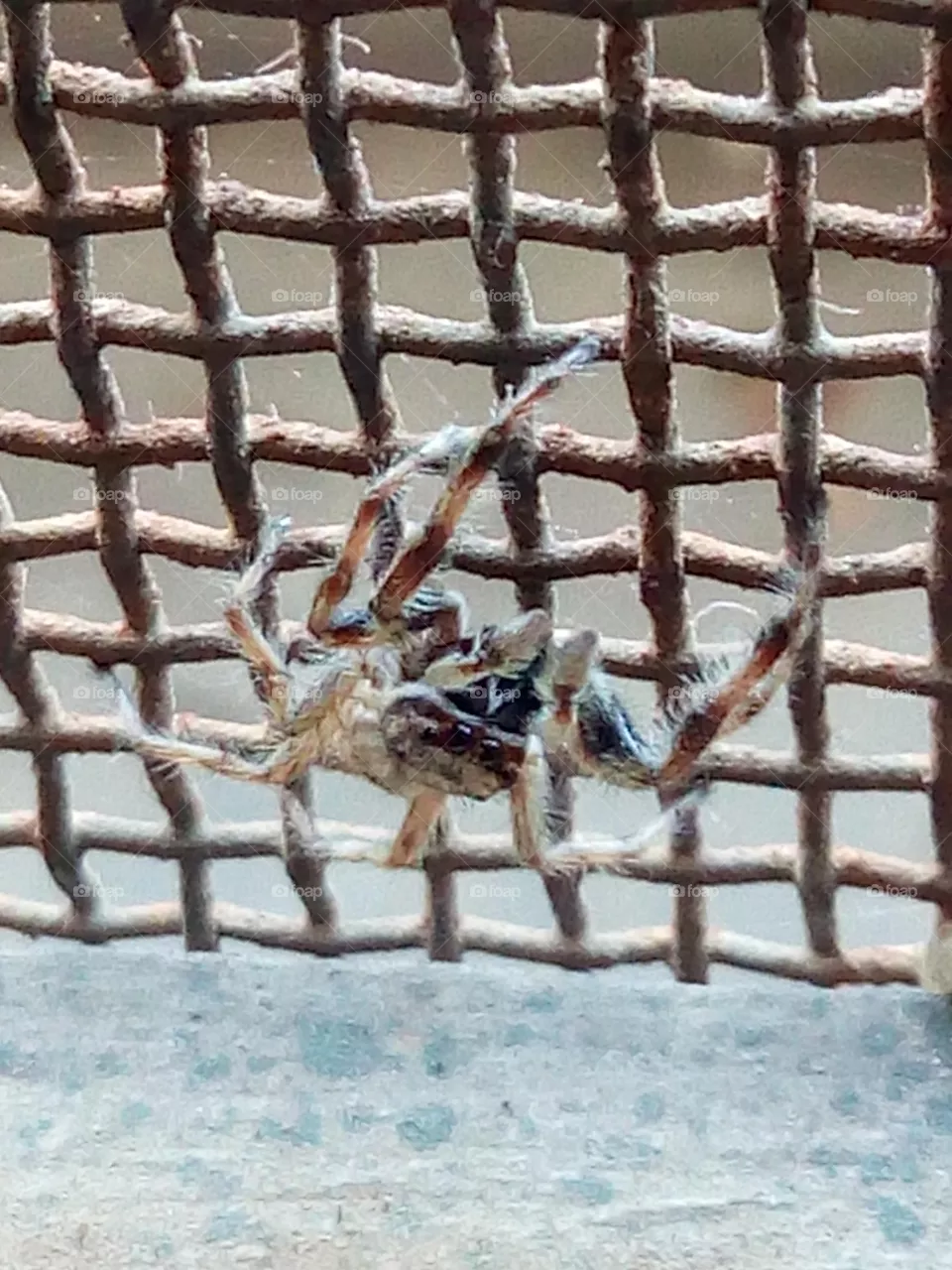 spider