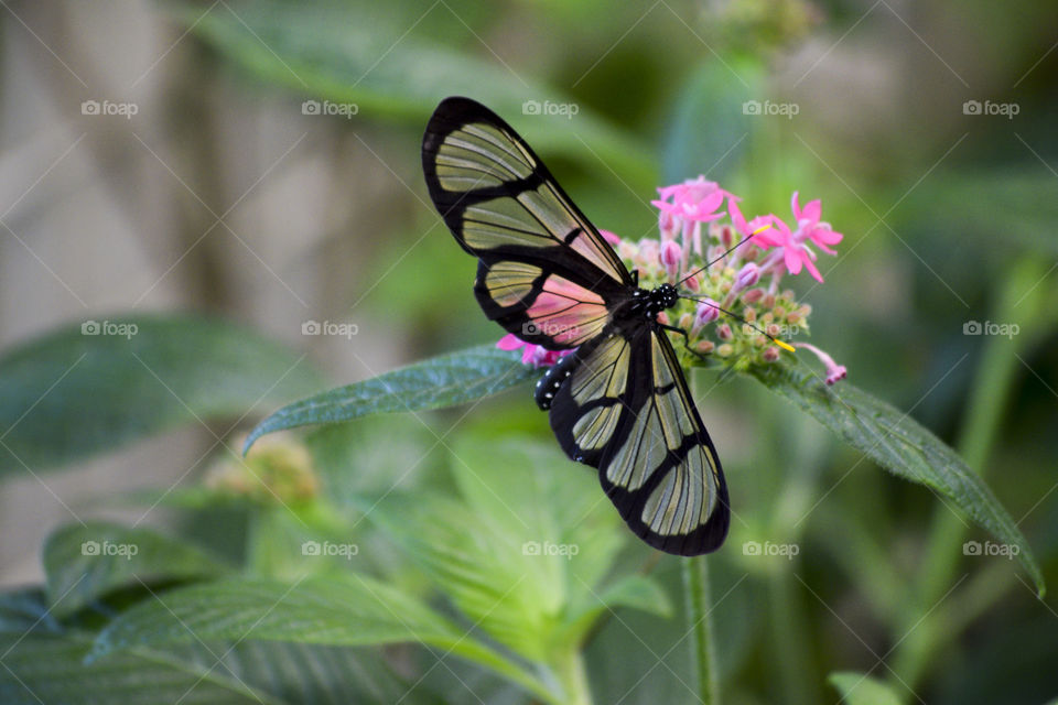 Glasswing Butterfly 