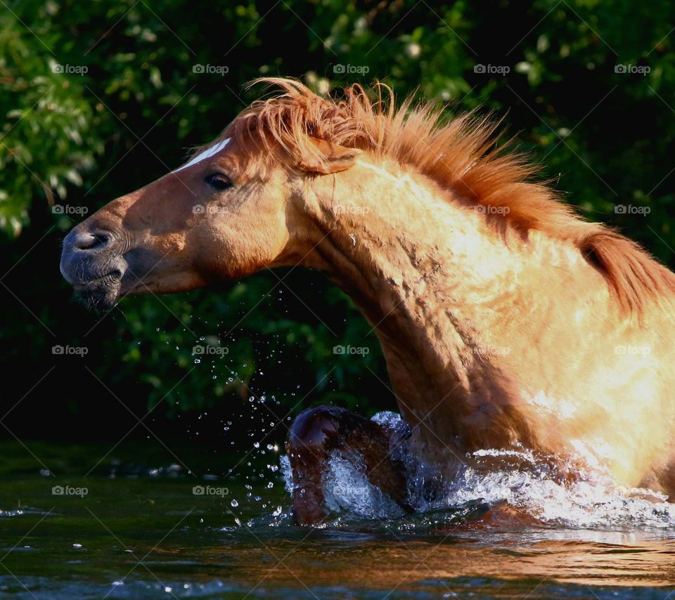 Wild Horse in the River