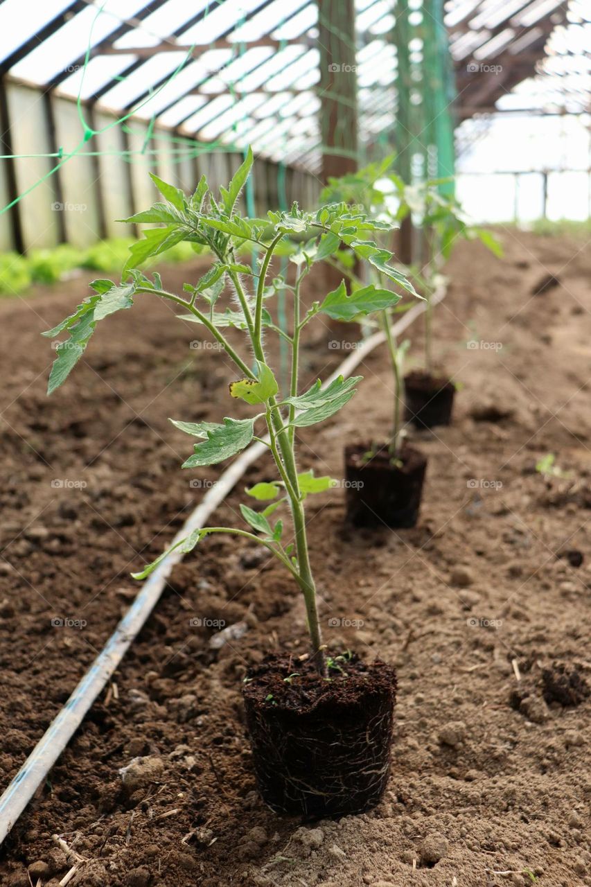 Plant Plants to Celebrate Earth Day