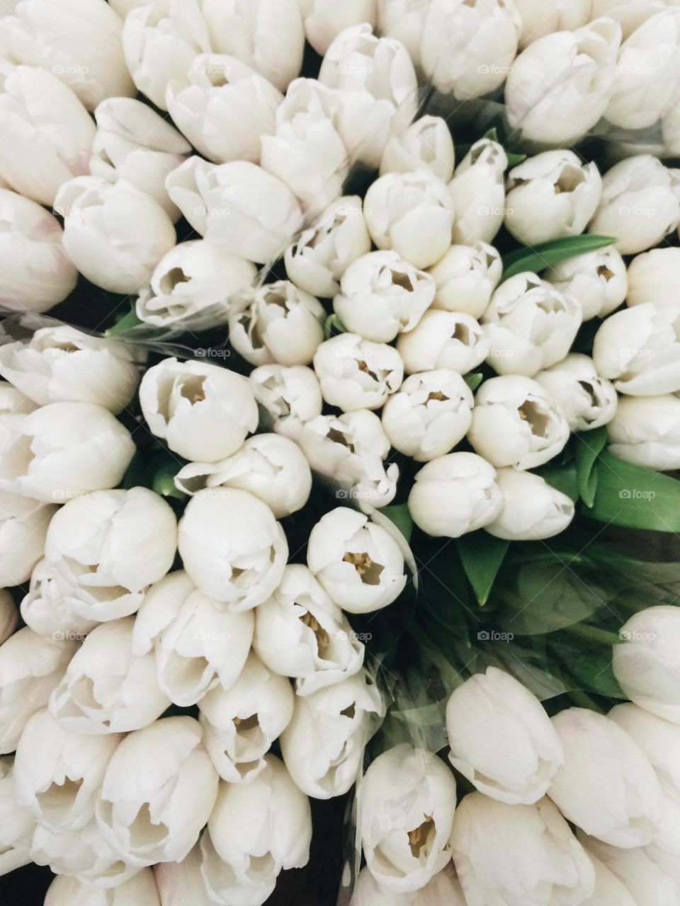 High angle view of blooming flowers