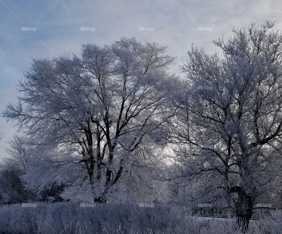 frosty trees