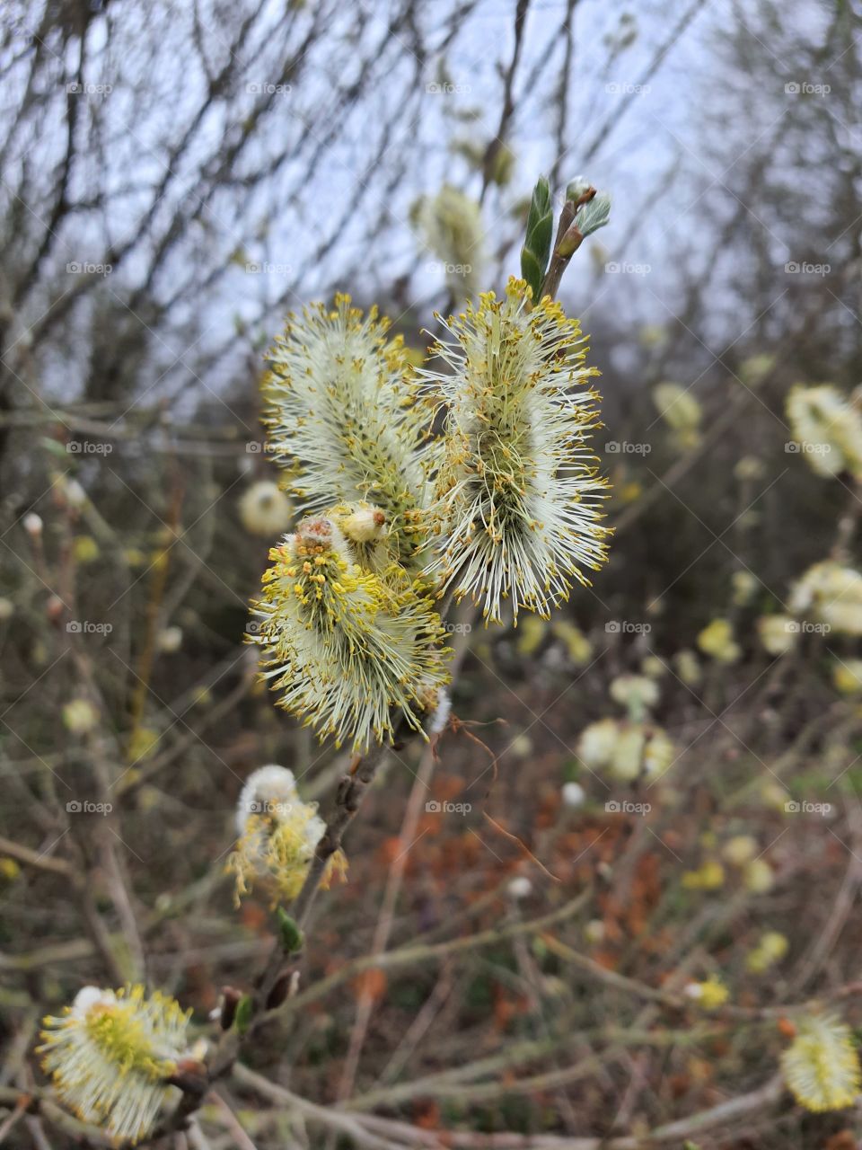 willow catkin