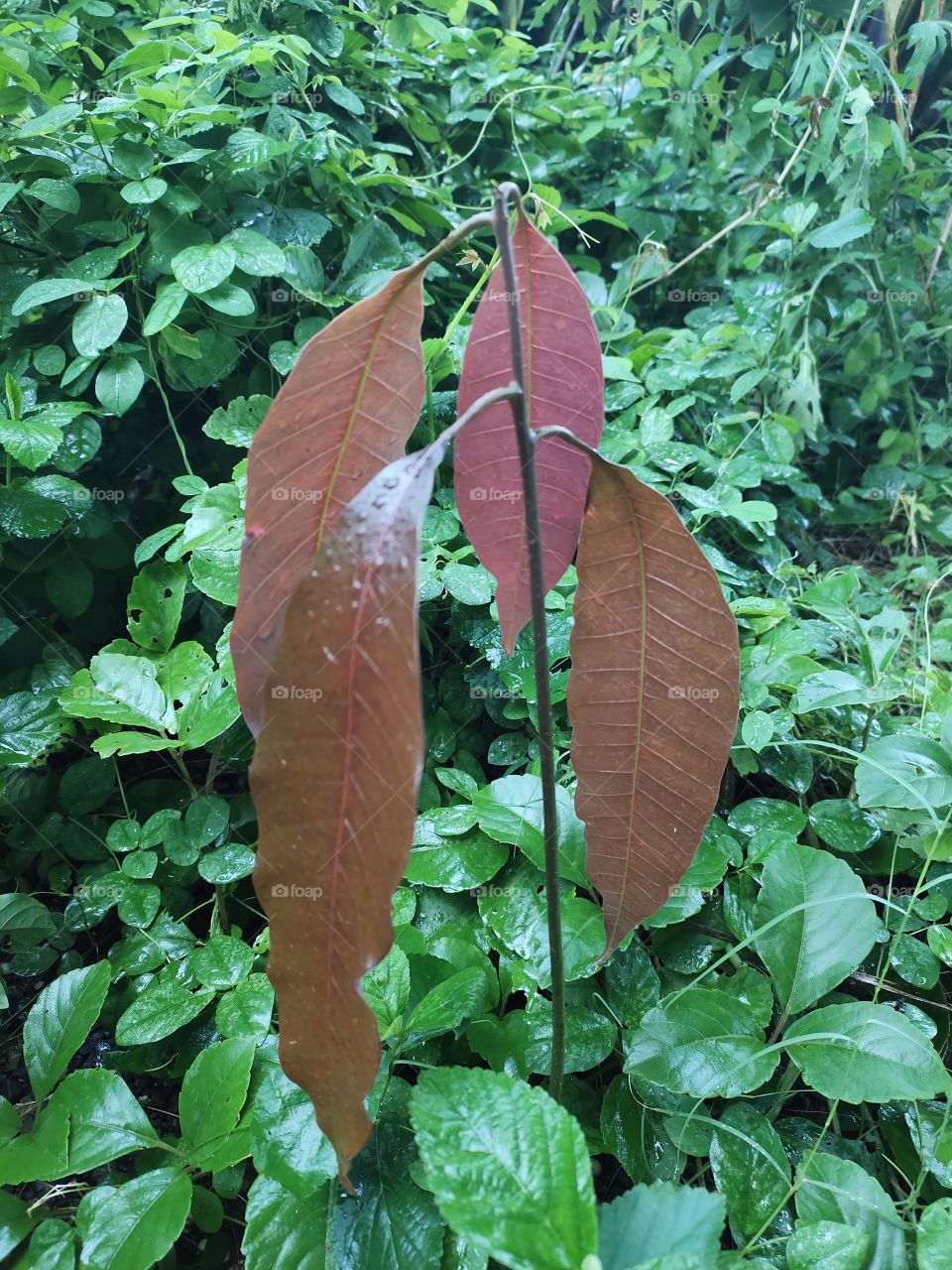 Growing Mango Plant Snap during Rain