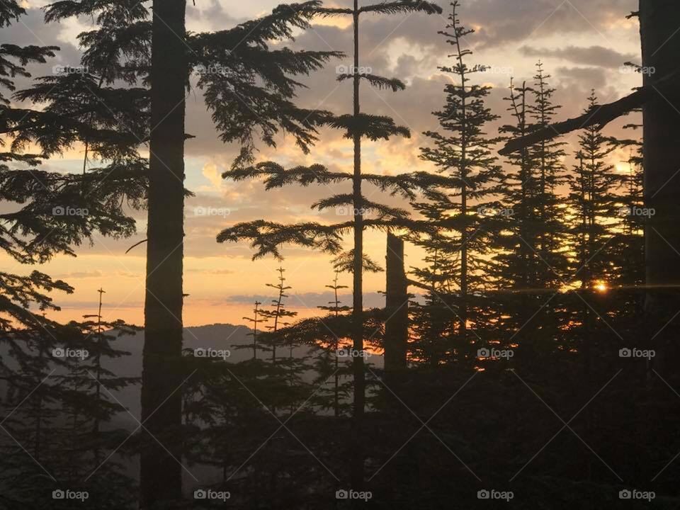 Montana timber and sunset 