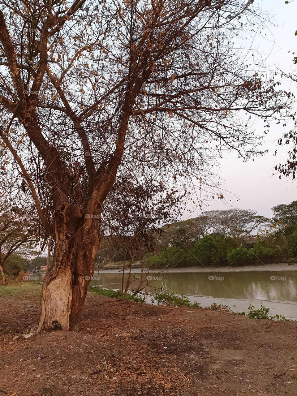 death tree nearby the river