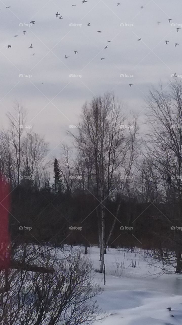 flight of the snowbirds