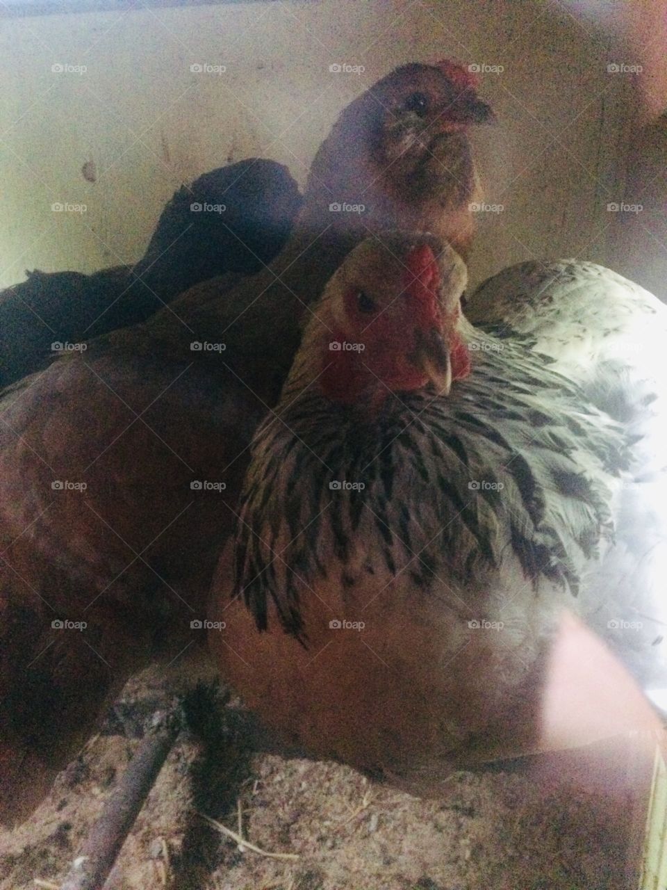 Good night chickens!