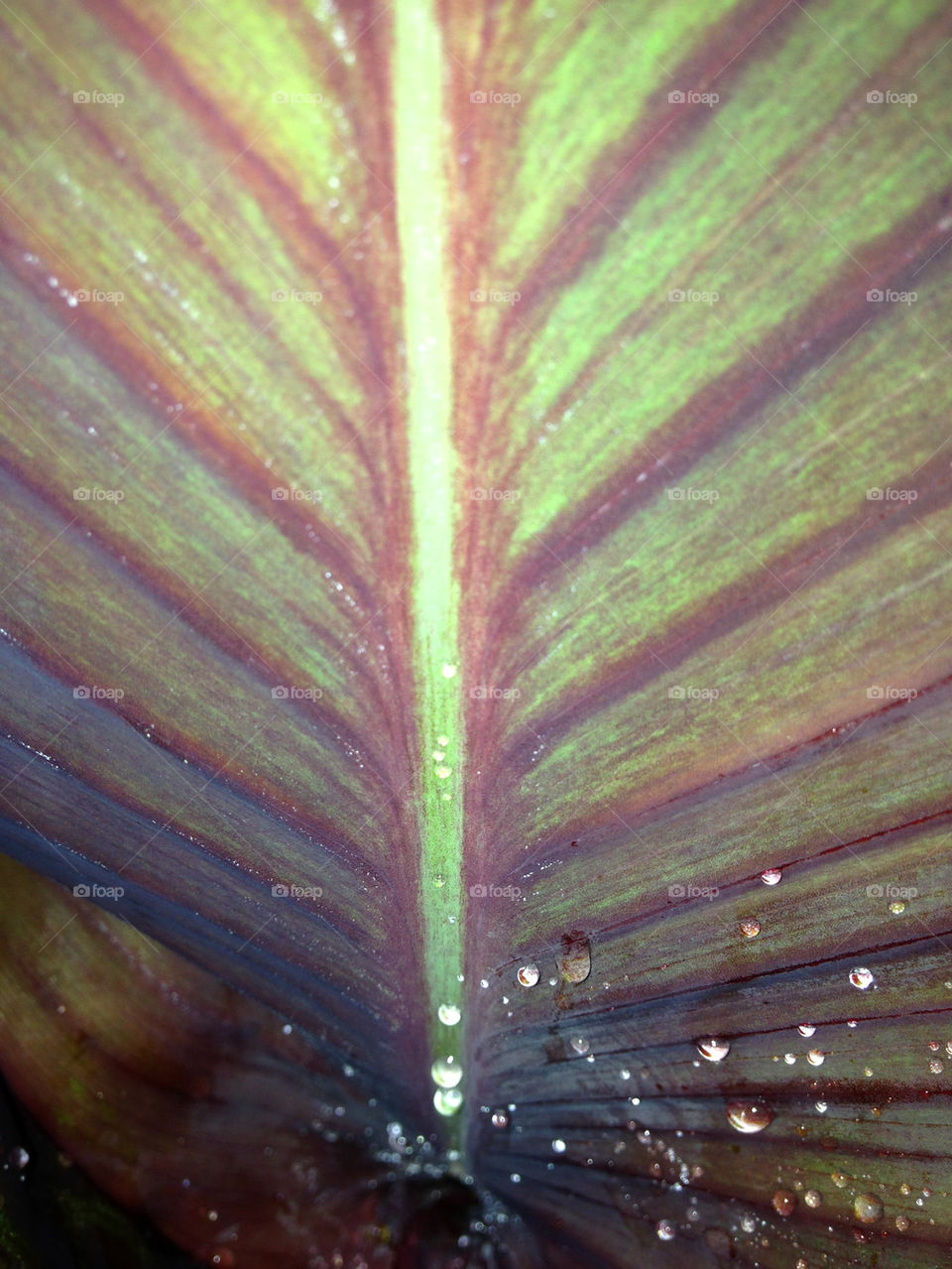 LEAF