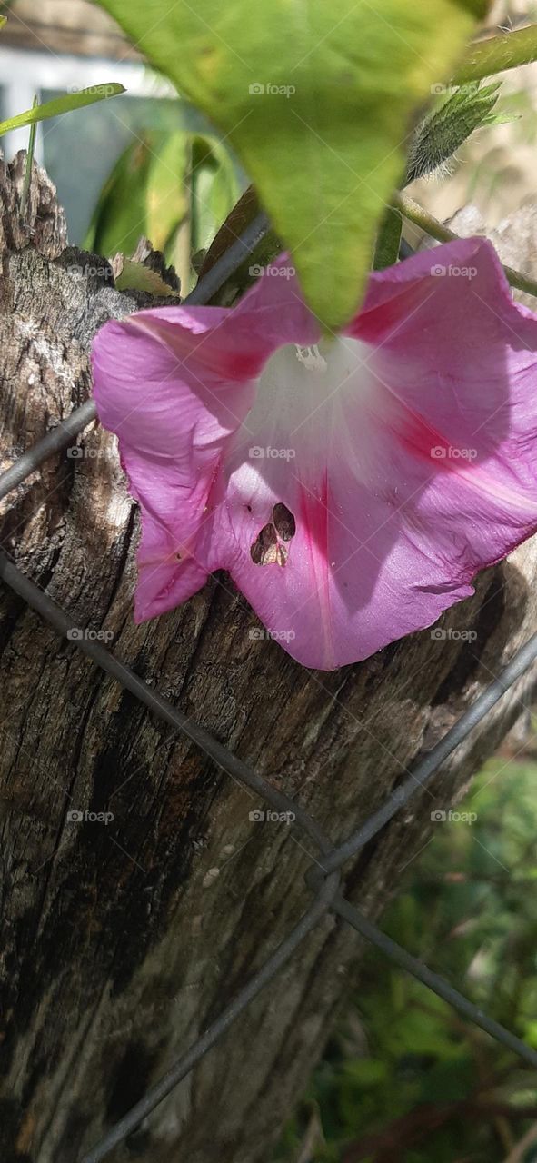 A flower in the shadow of a leaf