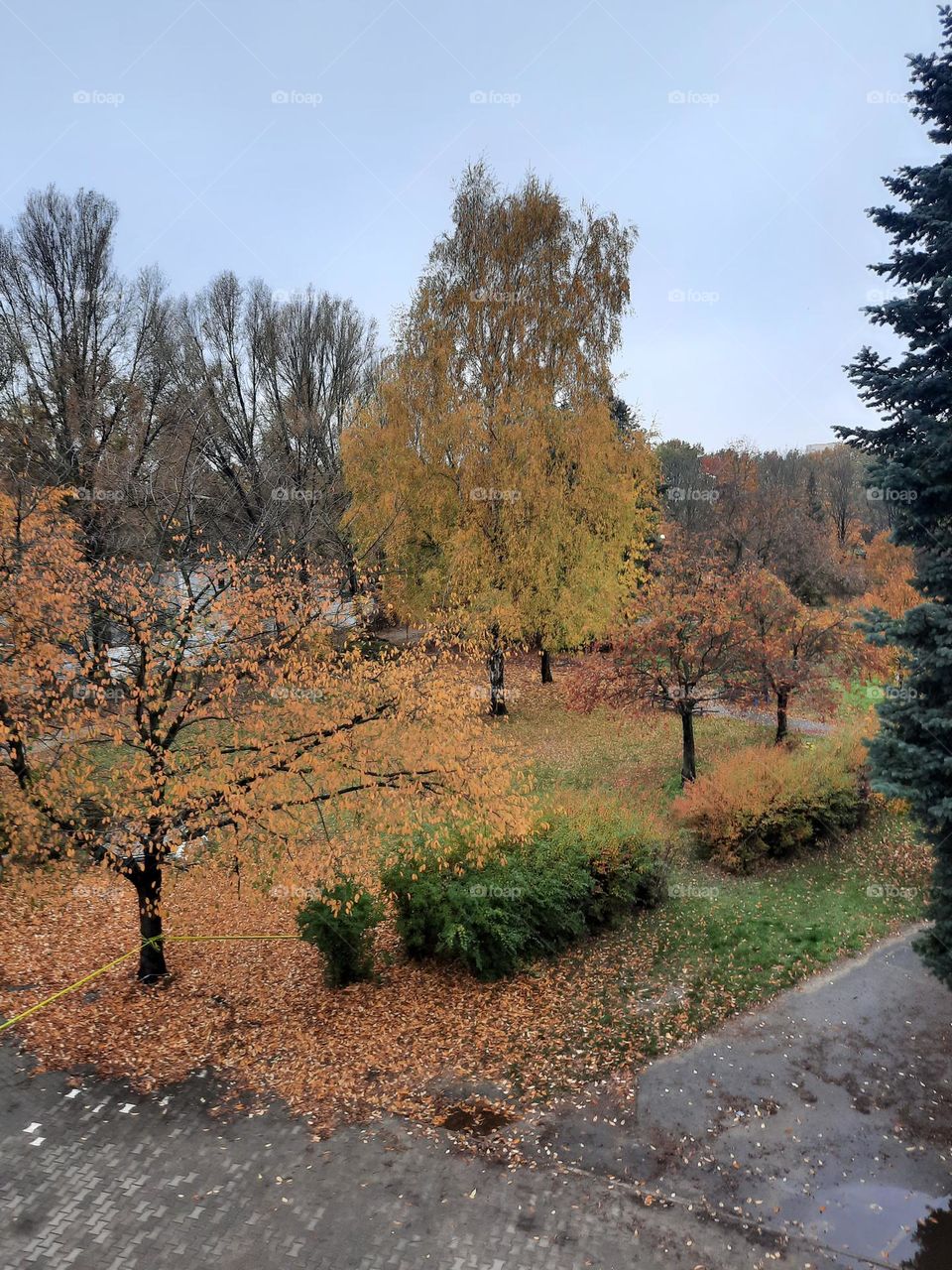 yellow autumn trees from window vue